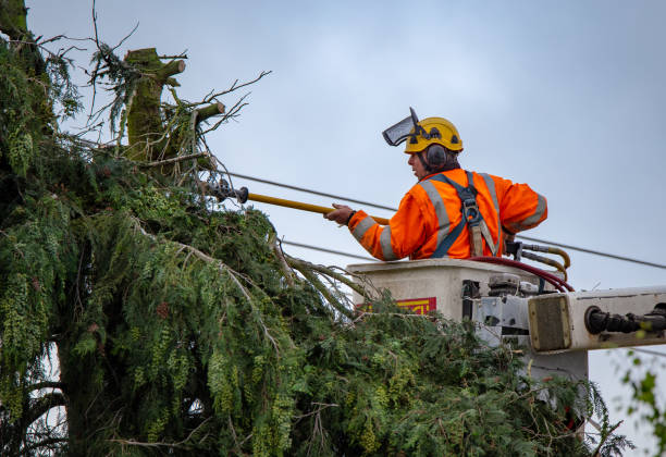 Best Fruit Tree Pruning  in Riverside, IL