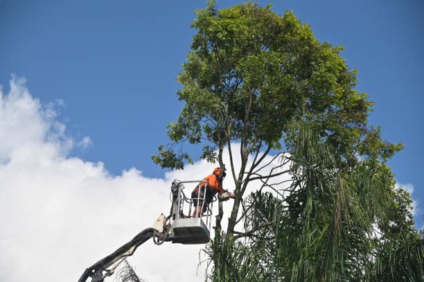 How Our Tree Care Process Works  in  Riverside, IL