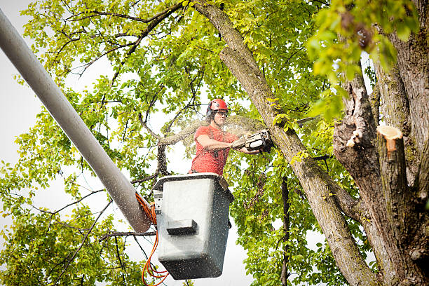 Professional Tree Services in Riverside, IL